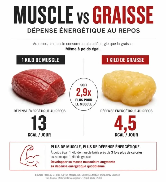 Infographie comparant la dépense énergétique du muscle et de la graisse pour le métabolisme et la musculation